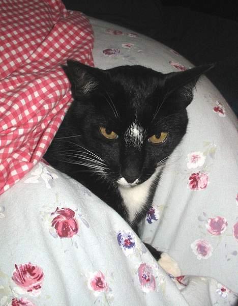 Blanding af racer Pixi - Pixi tar´ en lur .. Igen!(Fotograf: Lena E) billede 16