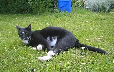 Blanding af racer Pixi - Pixi på græsset :D (Fotograf: Lena E) billede 17