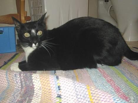 Blanding af racer Pixi - Pixi på badeværelset ... (Fotograf: Lena E) billede 18