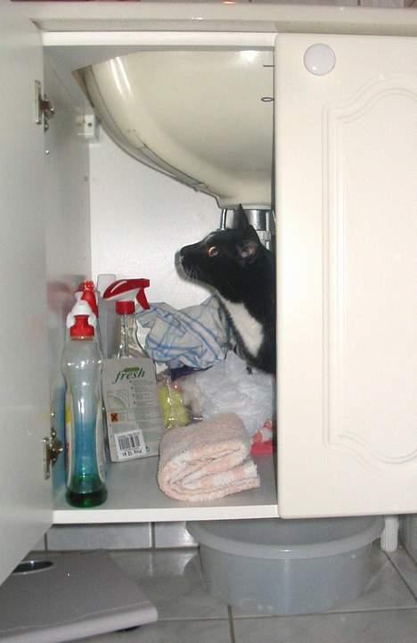 Blanding af racer Pixi - Pixi under håndvasken ude i badeværelset ! hallooo, hvor er jeg ? (Fotograf: Lena E) billede 19