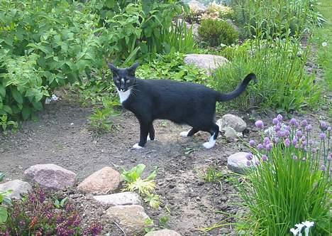 Blanding af racer Pixi - Jeg er fører her !! ingen skal komme og overtage MIN plads :) :) :) (Fotograf: Lena E) billede 20