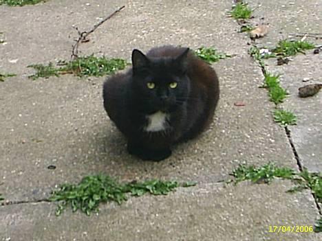 Huskat Misling  - Ligger i gården :-) billede 10