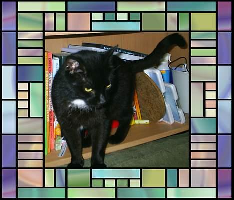 Huskat Misling  billede 11