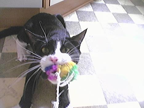 Blanding af racer Dino - Stædige asen! billede 1