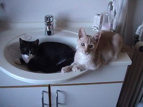 Blanding af racer Dino - Man sover nu godt i vasken.. billede 2