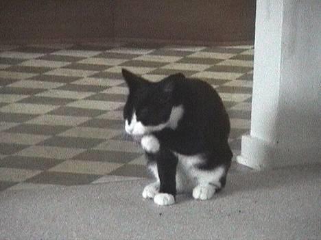 Blanding af racer Dino - Det er vigtigt at passe pelsen.. billede 3