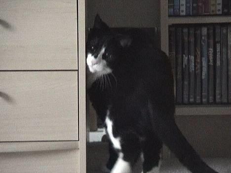 Blanding af racer Dino - Her er ikke meget plads.. billede 4