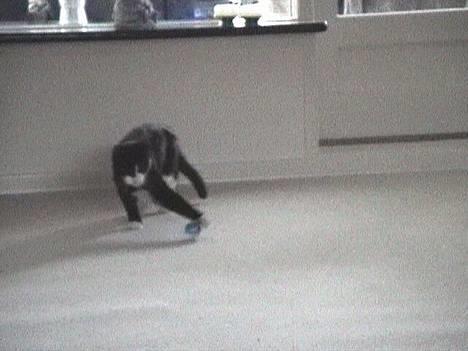 Blanding af racer Dino - Der dribles.. billede 5