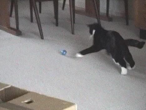 Blanding af racer Dino - Fanget! billede 6