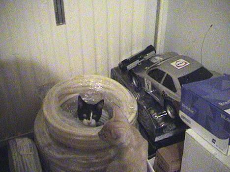 Blanding af racer Dino - Gemmeleg.. billede 8