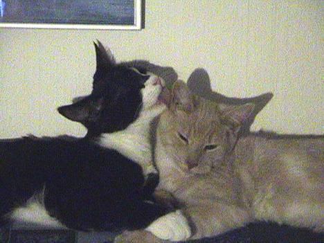 Blanding af racer Dino - Søskendekærlighed.. billede 9