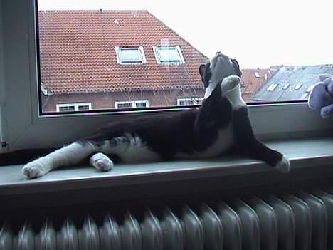 Blanding af racer Dino - En flue! billede 10