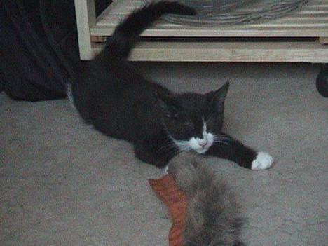 Blanding af racer Dino - Det er hårdt at være kat! billede 11