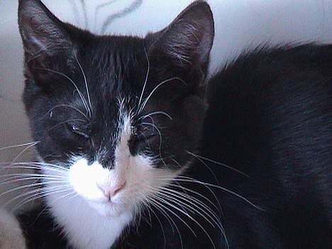 Blanding af racer Dino - Søde Dino.. billede 12