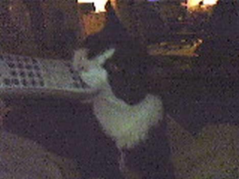 Blanding af racer Dino - Dino vil se tv! billede 13