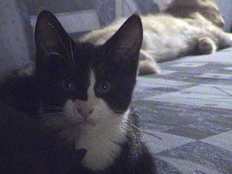 Blanding af racer Dino - Lille-Dino billede 14