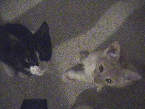 Blanding af racer Dino - Nysgerrige brødre.. billede 15