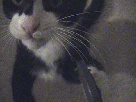 Blanding af racer Dino - Dino er en ivrig fotomodel.. billede 16