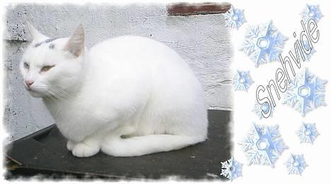 Huskat Snehvide *EFTERLYST* - Hygger i gården :-) billede 1