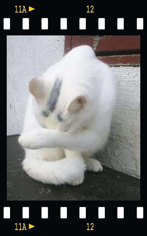 Huskat Snehvide *EFTERLYST* - Nu er det nok mor *SS* billede 2