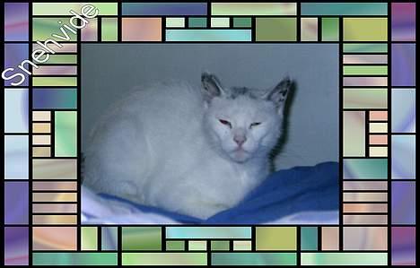 Huskat Snehvide *EFTERLYST* - Lurer lidt på min nye familie  billede 3