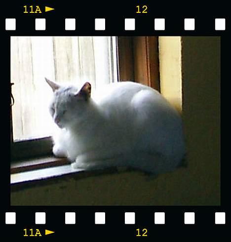 Huskat Snehvide *EFTERLYST* - Snehvide i vinduet :-) billede 4