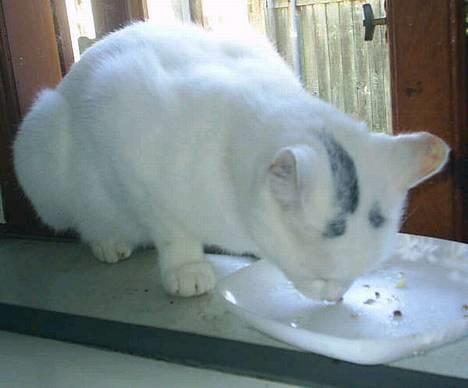 Huskat Snehvide *EFTERLYST* - Er lige vågnet  billede 5