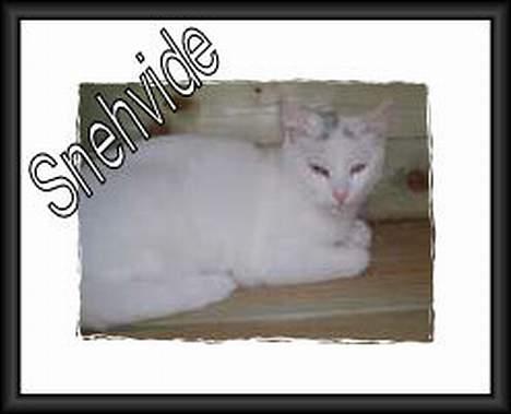 Huskat Snehvide *EFTERLYST* - Billedet er fra kattehjemmet *SS* billede 6
