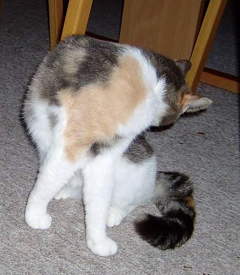 Blanding af racer Mulle *forsvundet* billede 15