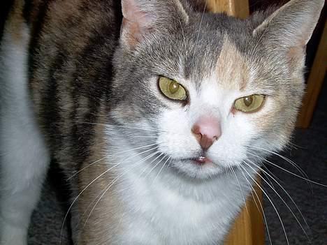 Blanding af racer Mulle *forsvundet* billede 16