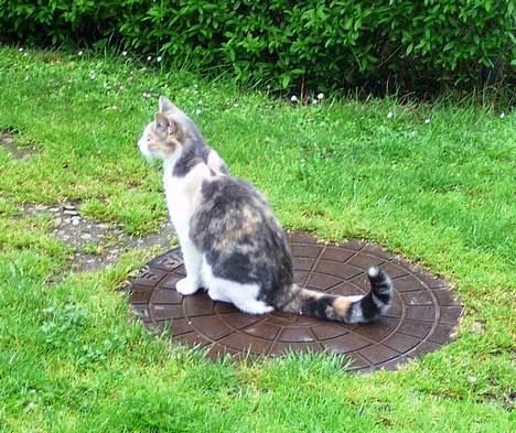 Blanding af racer Mulle *forsvundet* billede 17