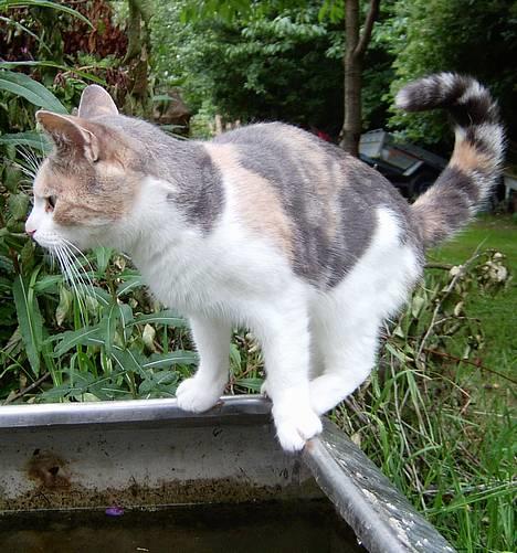 Blanding af racer Mulle *forsvundet* billede 18