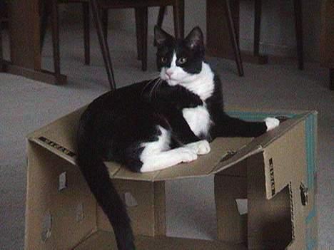 Blanding af racer Dino - Er lidt tung bagi.. billede 17