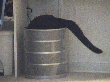 Blanding af racer Dino - Er der mon noget spændende hernede? billede 18