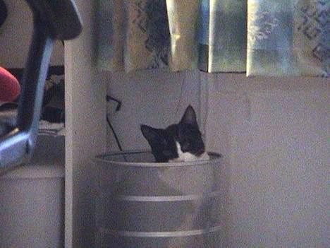 Blanding af racer Dino - Vil I virkelig smide mig ud??? billede 19