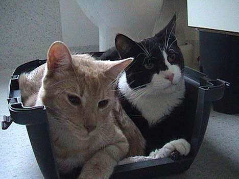 Blanding af racer Dino - Som brødre vi dele... billede 20