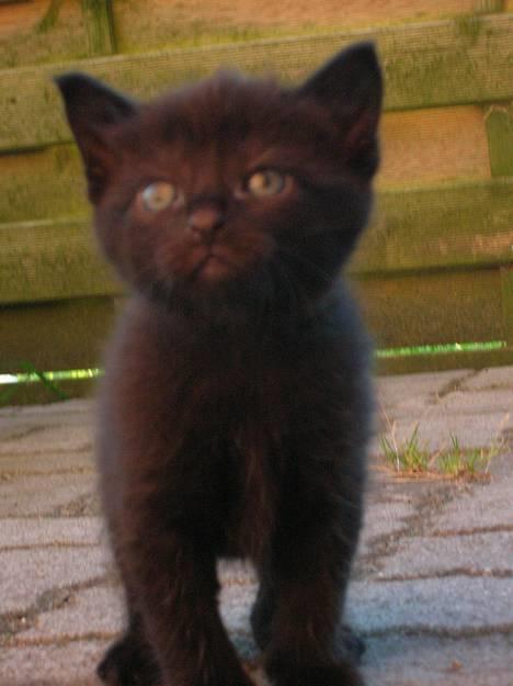 Blanding af racer Pjuske(har den ikke mere) - Det er ham der ligger nedderst billede 1