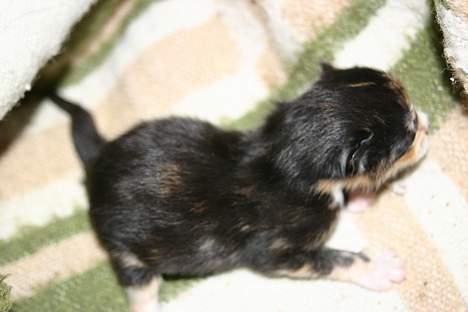 Blanding af racer Stella(har den ikke mere) - det bette pus.. billede 1