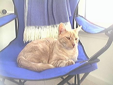 Blanding af racer Tiger - Tiger i blåt.. billede 1