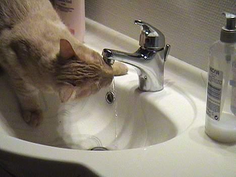 Blanding af racer Tiger - Jeg er tørstig! billede 3