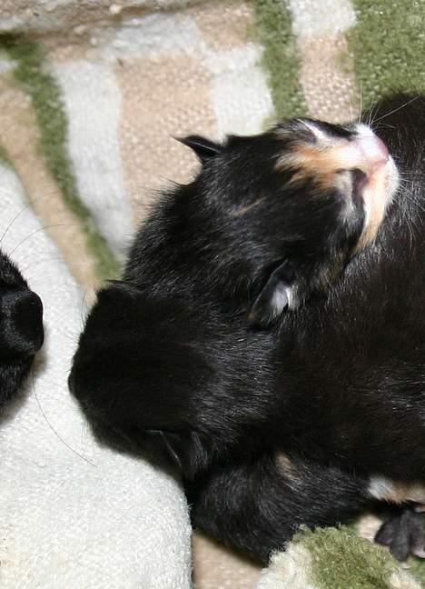 Blanding af racer Stella(har den ikke mere) billede 2