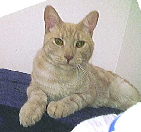 Blanding af racer Tiger - Tiger.. billede 4