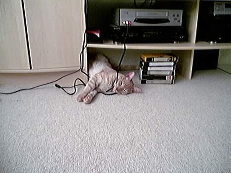 Blanding af racer Tiger - Putter i ledningerne.. billede 5