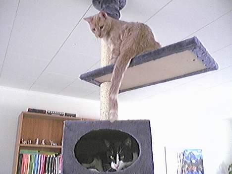 Blanding af racer Tiger - Lokkemad! billede 6