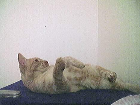 Blanding af racer Tiger - Klø mig på mavsen.. billede 7