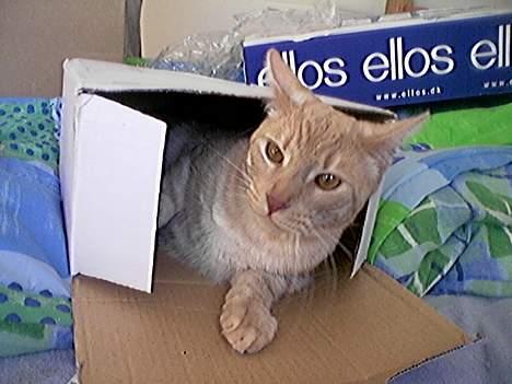 Blanding af racer Tiger - Tiger i kasse.. billede 9