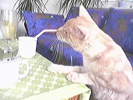 Blanding af racer Tiger - Hva er der mon i glasset? billede 11