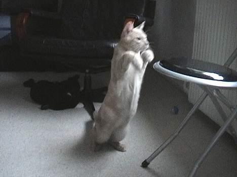 Blanding af racer Tiger - Hopsa! billede 14