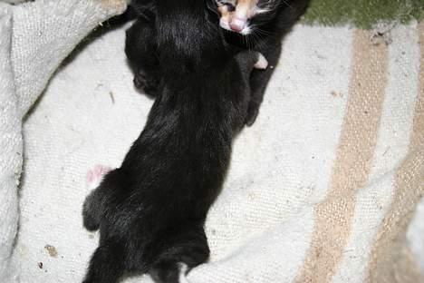 Blanding af racer Zoro (Død 1 januar) billede 1