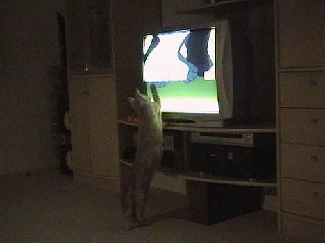 Blanding af racer Tiger - Fjernsynsnarkoman.. billede 16